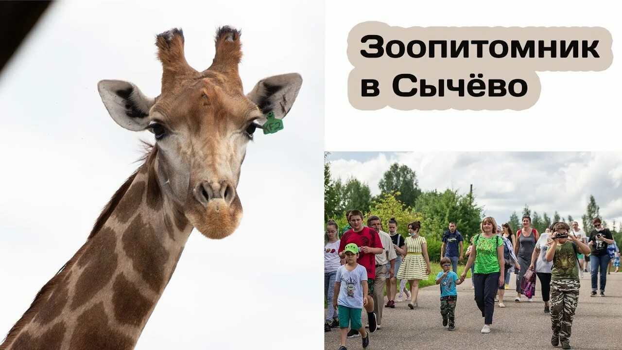 Зоопитомник в сычево. Московский зоопарк сычево. Сычевский зоопитомник. Зоопитомник в сычево. Зоопарк в сычёво волоколамский район.