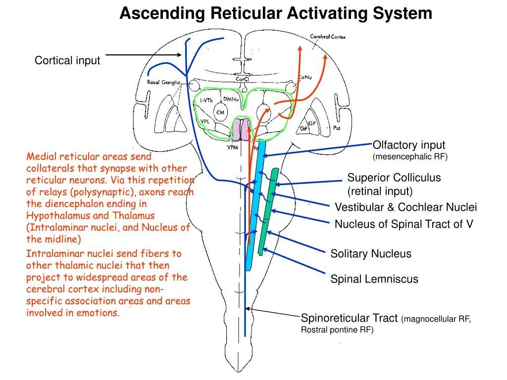 Activate system. Reticular activating System. Reticular formation Nuclei. Reticular activating System and Cortex. Reticular formation functions.