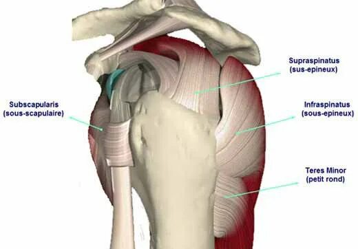 Разрыв надостной мышцы лечение. Ротаторная манжета плечевого сустава анатомия. Тендинит сухожилия надостной. Мышцы ротаторной манжеты плечевого сустава. Надостная мышца плечевого сустава.
