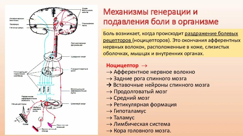 Анализатор состоит из рецепторов и проводящих. Схема восприятия болевой чувствительност. Схема строения болевого рецептора. Проводящие пути кожного анализатора болевые. Схема проведения болевых импульсов опиоидных рецепторов.