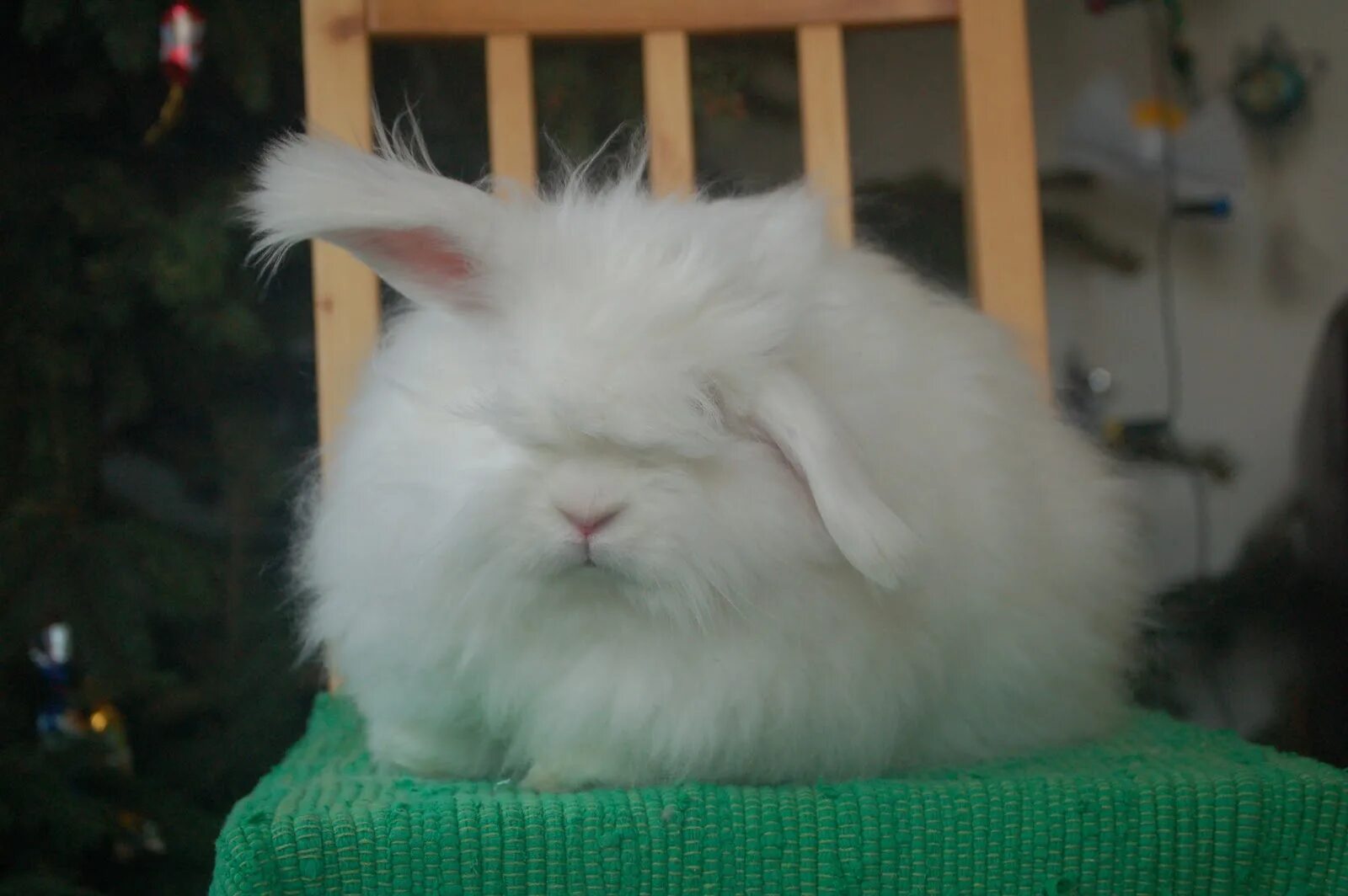 Ангора пушистая. Ангорский пуховой кролик. Кролик ангорский (Дамский). Белый ангорский кролик. Пушистый ангорский кролик.