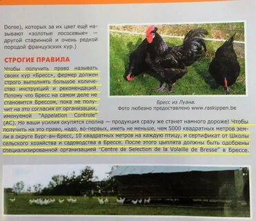 Описание кур породы брессгальские