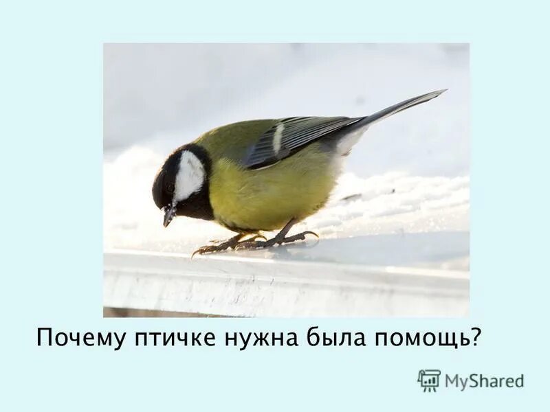 Почему птицы говорят. Зачем птицам нужны Крылья. Зачем птицам надевают колпак. Птичек почему е. Почему птицы не носят одежду.