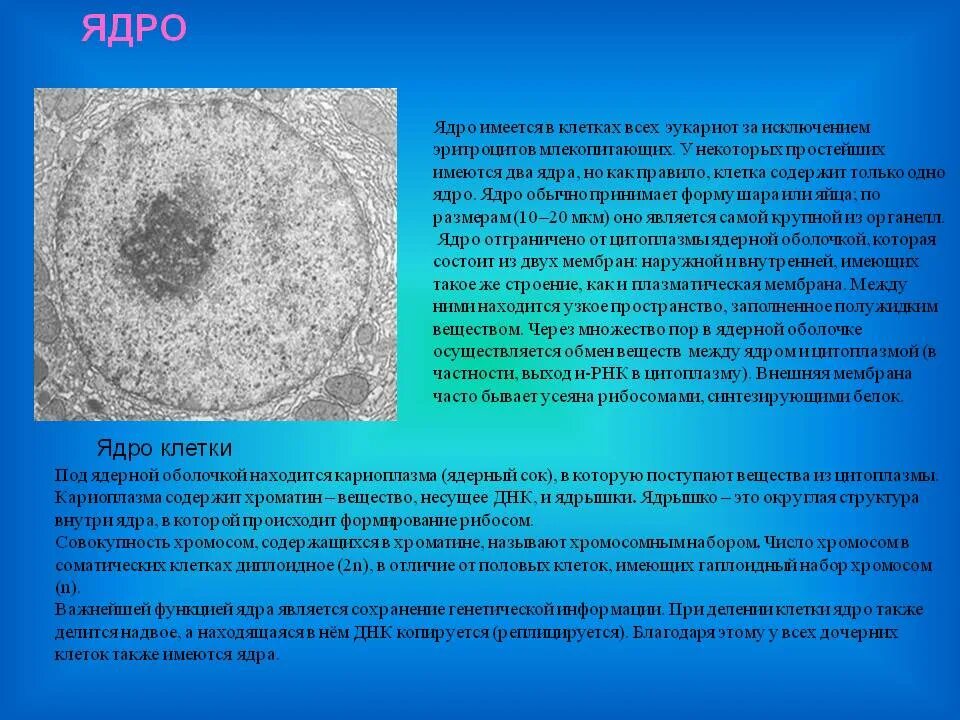 Имеется два ядра. Кариоплазма. субстанция ядра клетки. имеется ядро. клетки с несколькими ядрами.