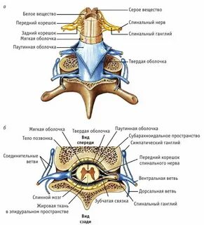 Зубчатая связка