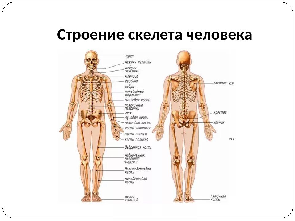 Схема строения человека 4 класс впр. Скелет человека с названием органов спереди. Скелет человека с органами збоку. Строение скелета человекк.