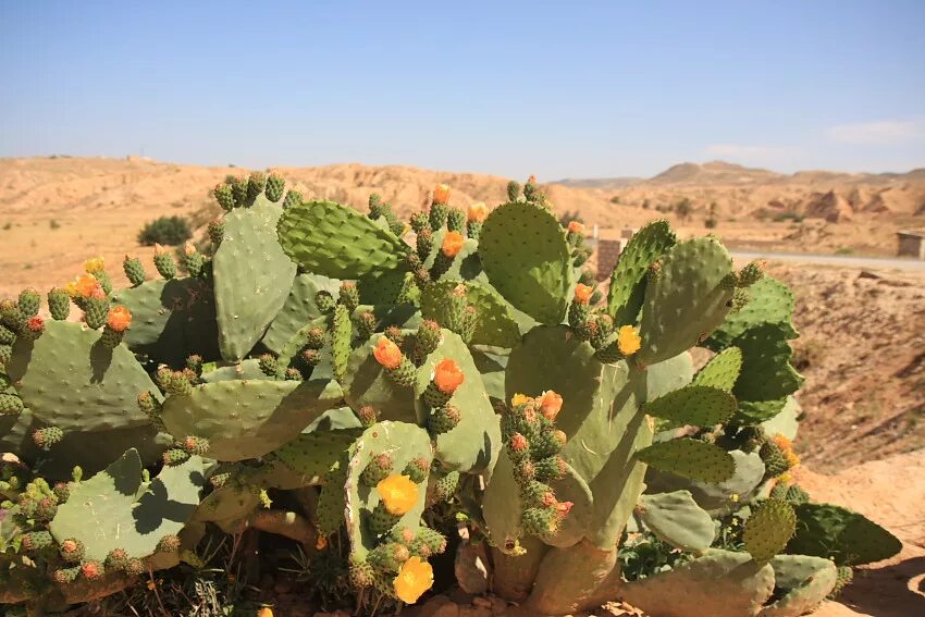 Растение произрастающее в оазисах юго западной азии. Растения пустыни карру. Растения Триполи. Ксерофиты Сахары.