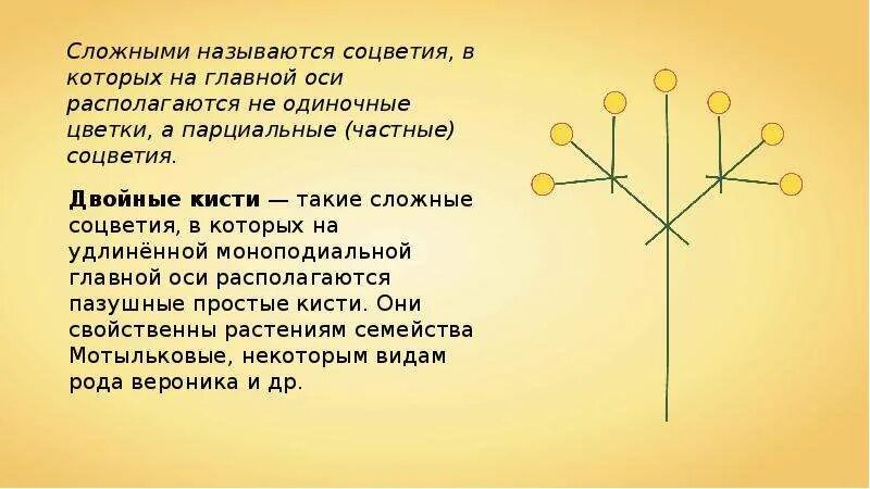 На главной оси располагаются одиночные цветки. На главной оси располагаются частные соцветия. На главной оси располагаются одиночные цветки. Строение соцветия. Соцветие корзинка схема.