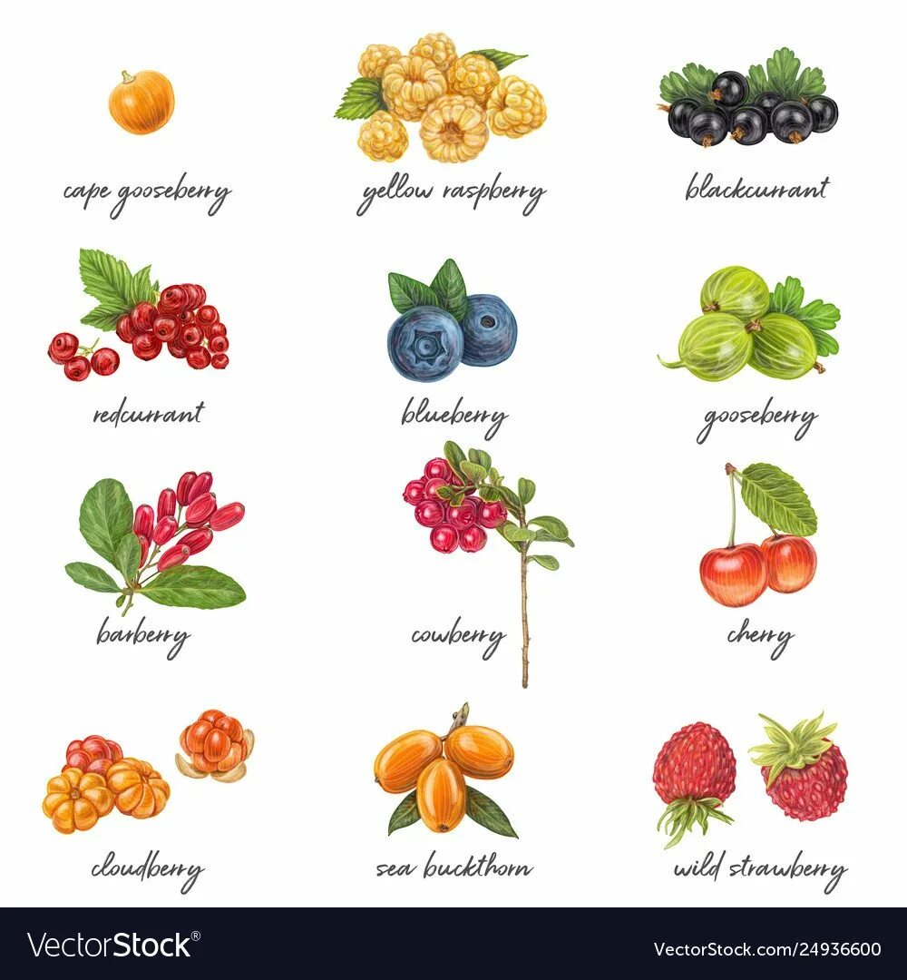 Как называется ягодка. Ягоды с названиями для детей. Садовые ягоды названия. Ягодное название. Лесные ягоды названия.