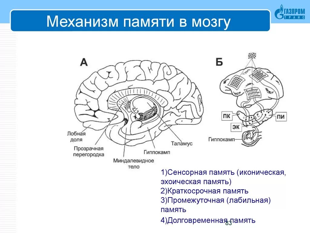 Физиологические основы памяти в психологии. Физиологические механизмы памяти схема. Память структуры мозга. Механизм краткосрочной памяти.