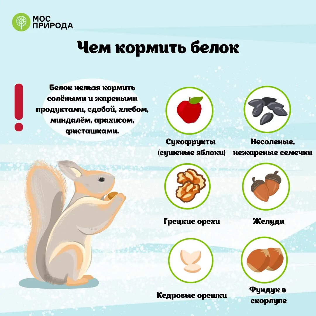 Чем кормить белочек. Чем кормить белочек. Подкармливать белок. Чем можно кормить белок в лесу. Чем можно кормить белок.