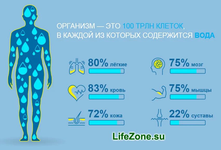 Сколько воды содержит. Вода в организме человека. Вода в теле человека. Тело состоит из воды. Вода и человек.