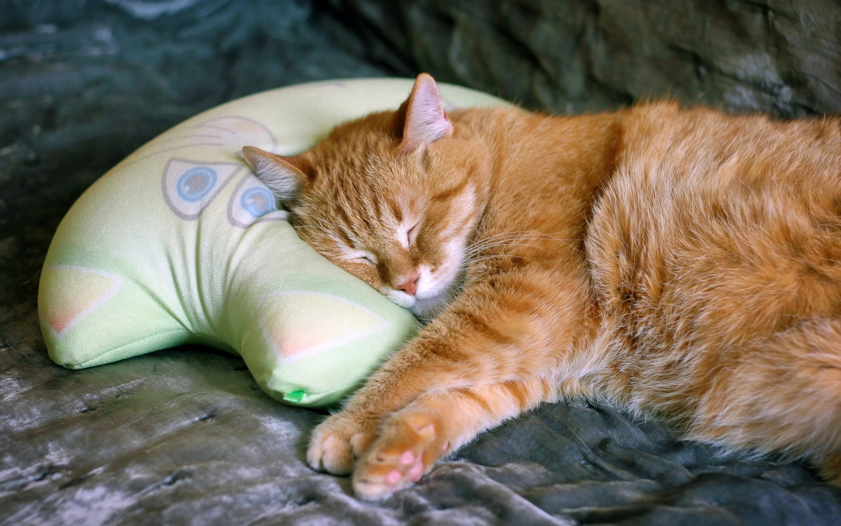 Кошки во сне для женщины к чему. Спящий кот. Спящие котики.