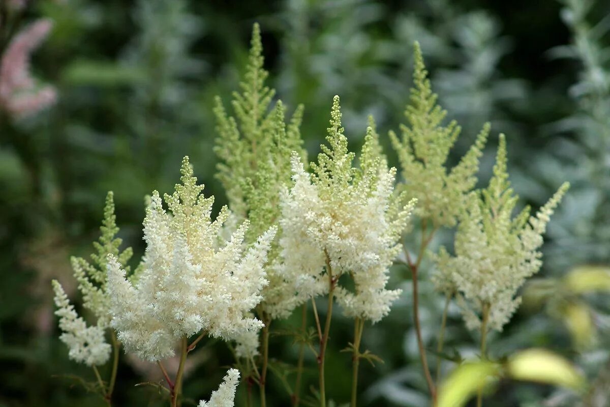 астильба арендса фото. астильба gloria purpurea. астильба арендса сестер тереза. астильба давида astilbe davidii. астильба арендса фото.