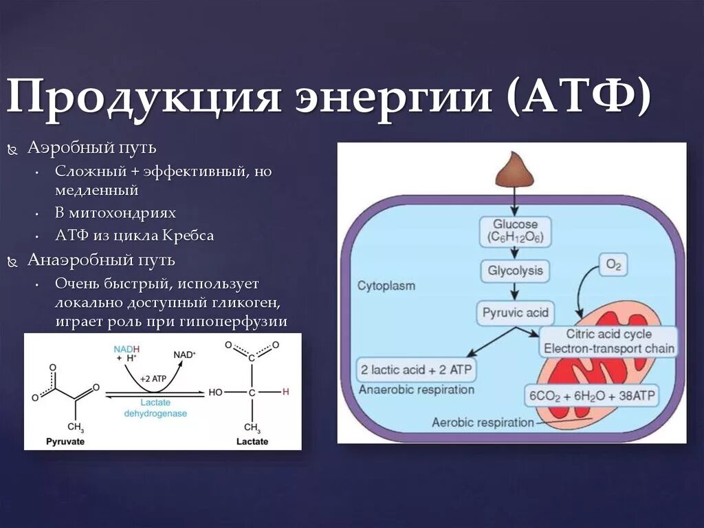 Продуктом является атф