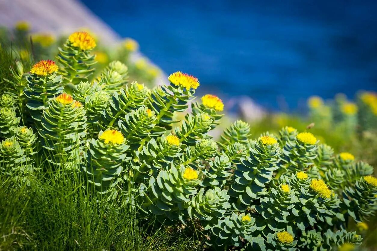 Родиола розовая лечебные свойства и противопоказания цена. Родиола розовая Rhodiola rosea. Золотой корень Rhodiola rosea. Золотой корень (родиола розовая, розовый корень). Родиола Арктическая.