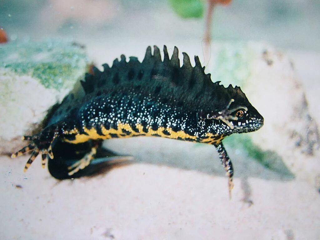 Скорость тритона. Скорость тритона. Обыкновенный тритон. Карпатский тритон. Тритон карелина.