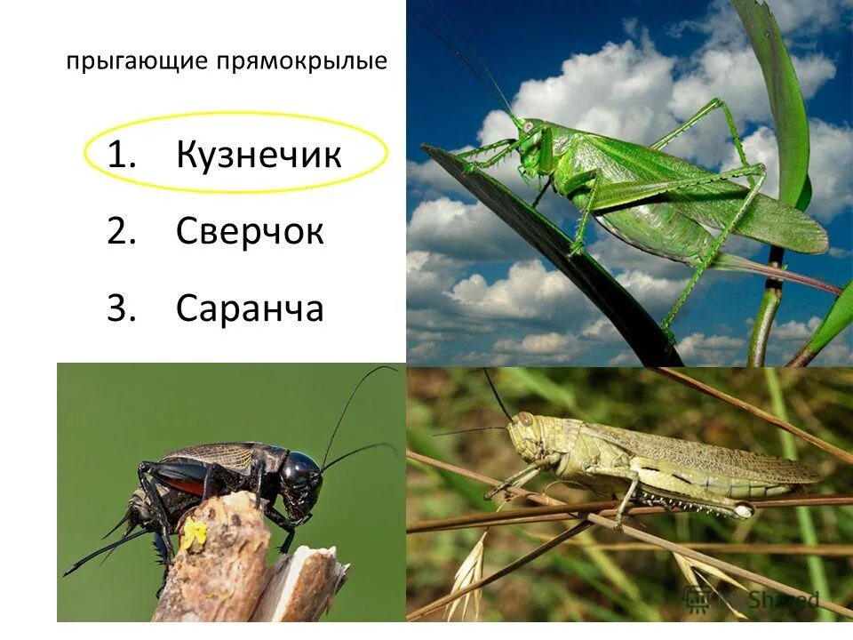 Сверчок кузнечик и Саранча разница. Кобылка кузнечик и Саранча отличия. Кузнечик Саранча сверчок различия. Сверчок и Саранча отличия. Прямокрылые насекомые представители