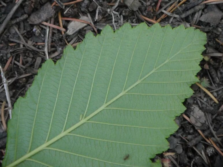 Форма листьев ольха. Ольха сердцевидная. Ольха серая Alnus incana. Ольха крушинолистная. Форма листа ольхи.