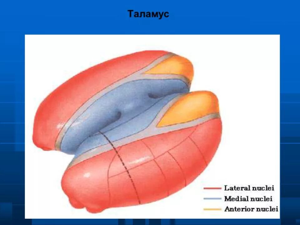 Каковы функции таламуса. Таламус. Подушка таламуса. Подушка таламуса функции. Таламус строение.