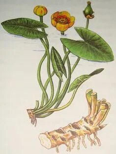 Кубышка желтая корень