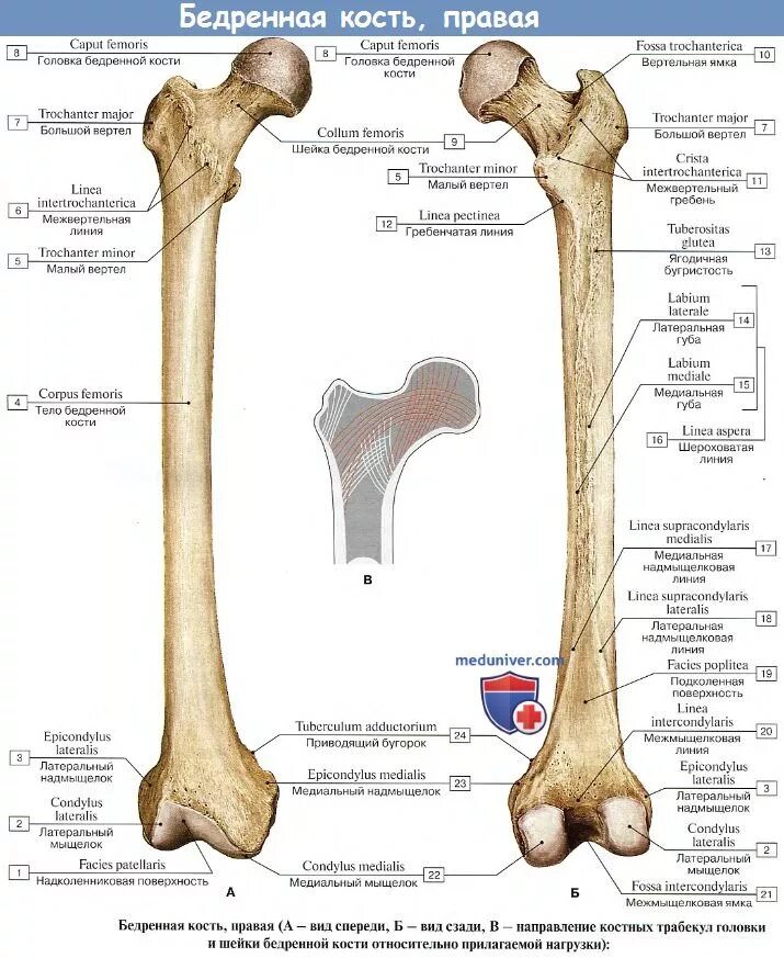 С какими костями соединяется бедренная кость. Строение бедренной кости на латинском. Строение бедренной кости анатомия на латыни. Бедренная кость медунивер. Малый вертел бедренной кости латынь.