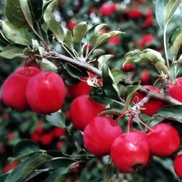 Сорт яблони лобо. Кубанское багряное сорт яблок. Сорт яблок лобо. Сорт багрянец кубани яблоко. Сорт: яблоня, алтайское багряное.