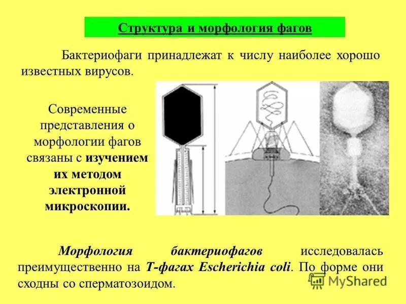 Наследственный аппарат бактериофага. Структура и морфология фагов. Морфологические типы фагов. Морфология бактериофагов. Классификация бактериофагов.