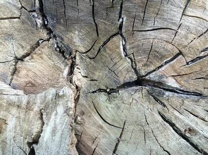 Трещина в древесине между кольцами 5 букв