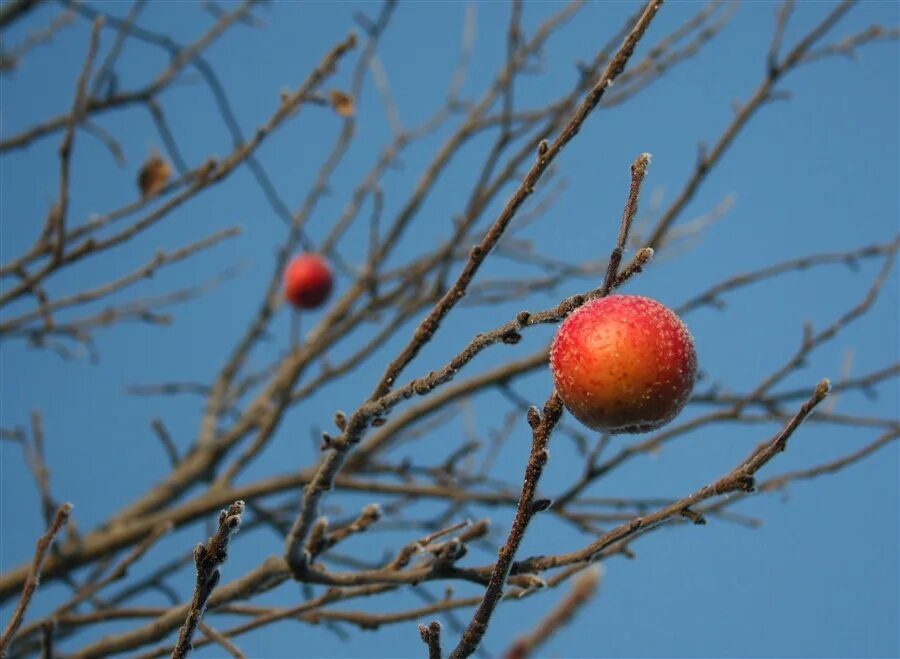 Молодая яблоня зима. Зимняя яблоня. Яблоня зимнее Плесецкого. Яблоки на дереве. Яблочки на зимнем дереве.