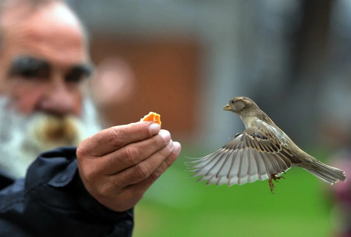 Человек кормит птиц. Бедная птица. Человек птица. Птица на руке.