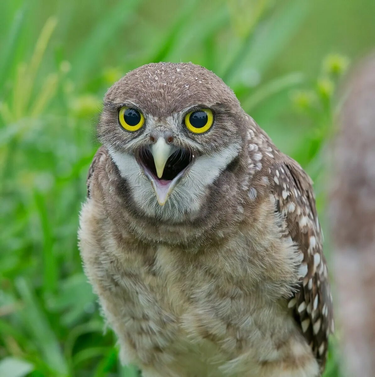 Воробьиный сыч-гном. Домовой сыч. Сова филин сыч. Сова филин сыч. Сычи виды.