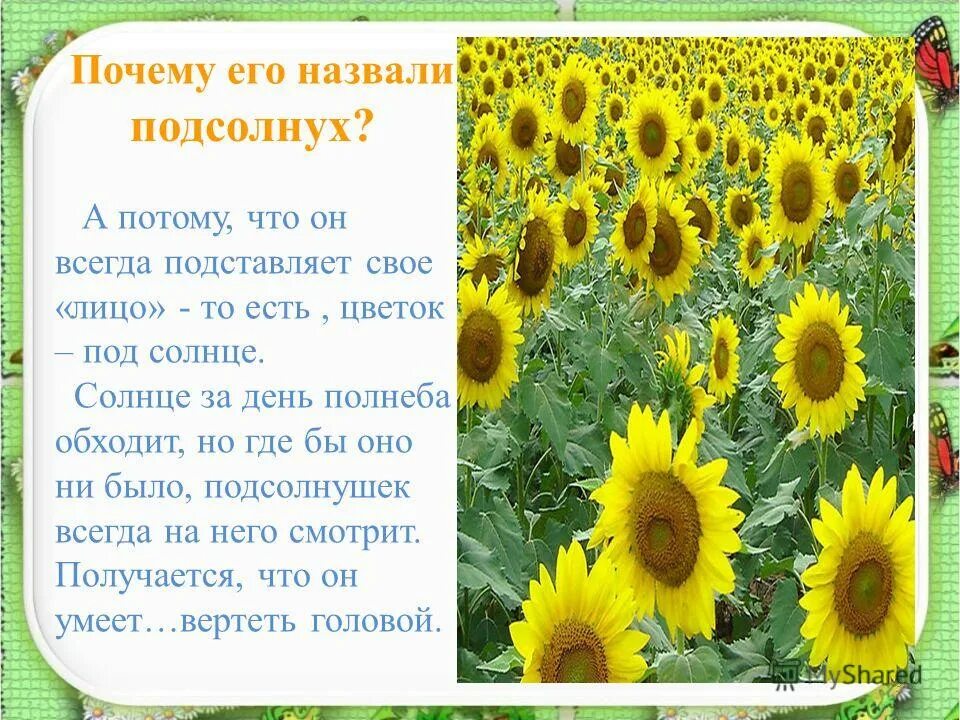 Подсолнушки текст