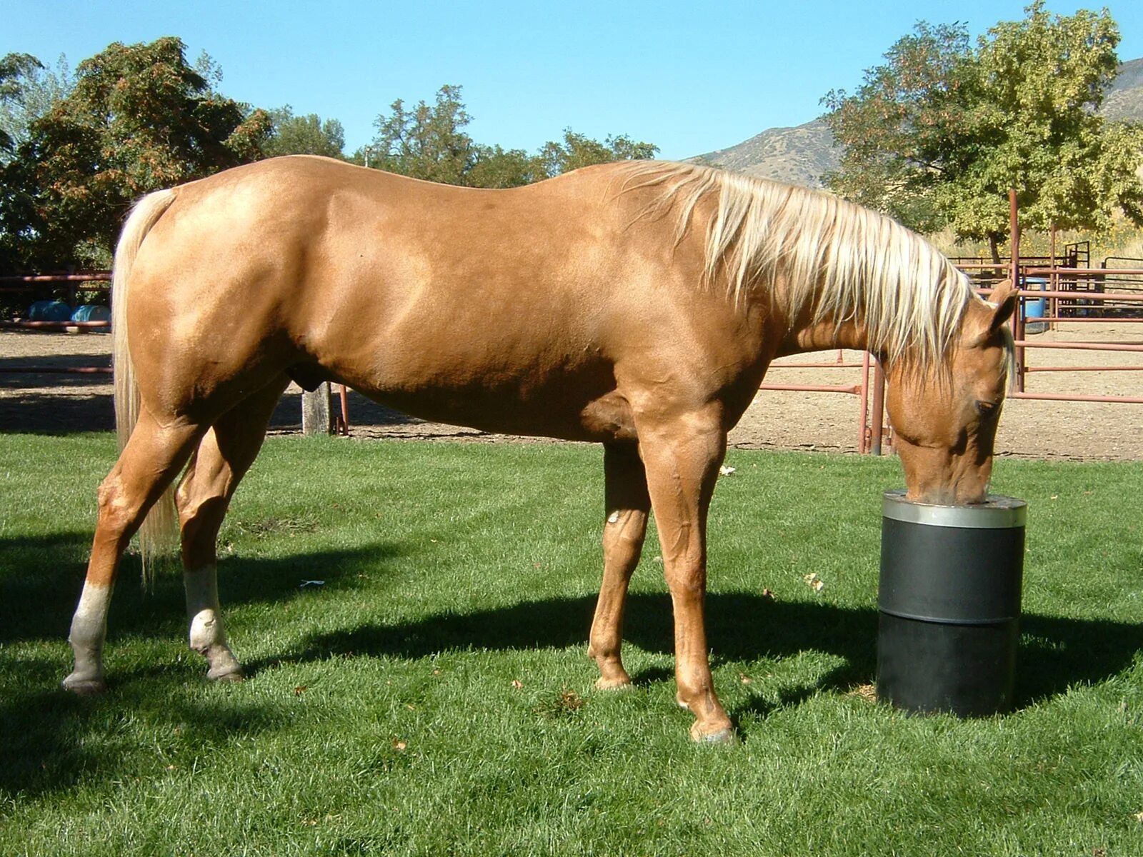 Horse drink. Drinking Horse. Грива Дринкс. Гавайская лошадь. Horse is drinking.