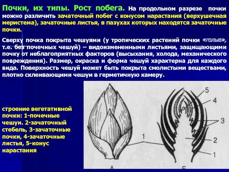 Как называется почка несущая зачатки. Вегетативная почка конус нарастания. продольный разрез вегетативной почки. конуса нарастания почки для чего. почка конус нарастания зачаточный побег.
