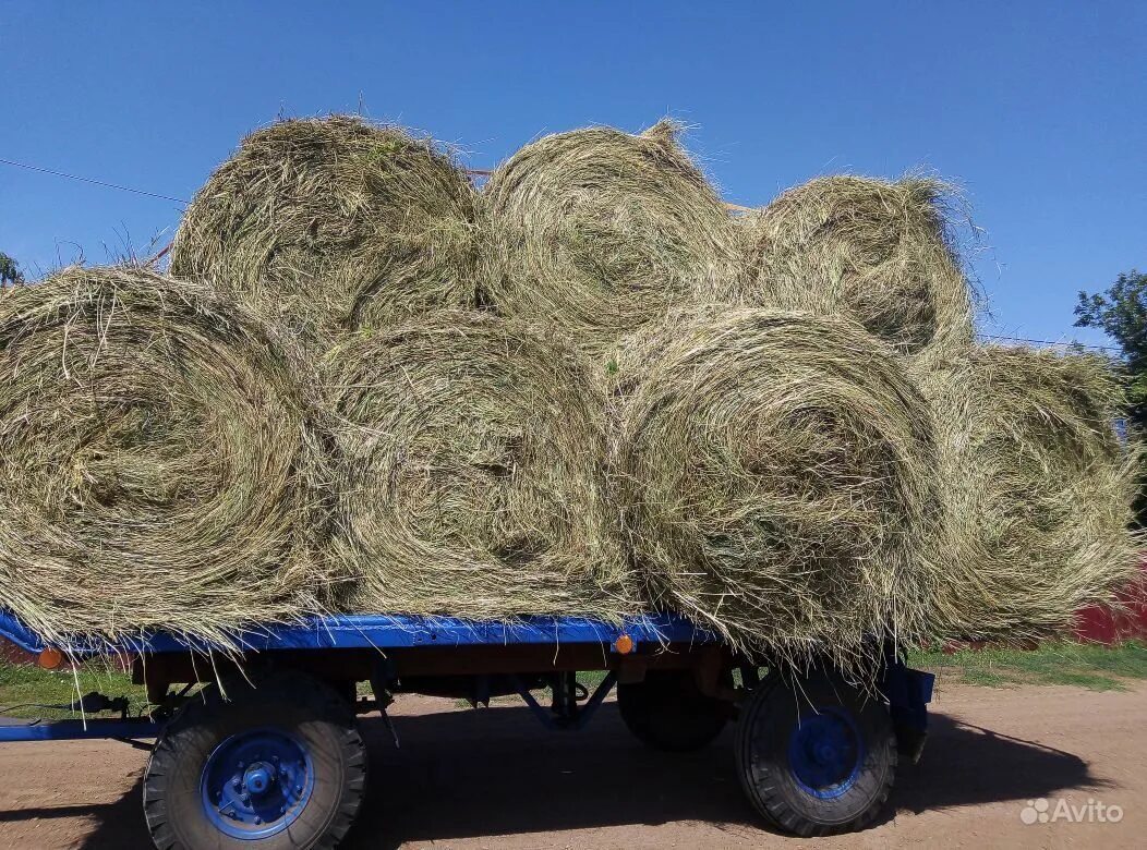 Купить сено воронежской. Сено в катушках 35кг. Сено на телефон. Сено руло 160 Размеры. Сено купить.