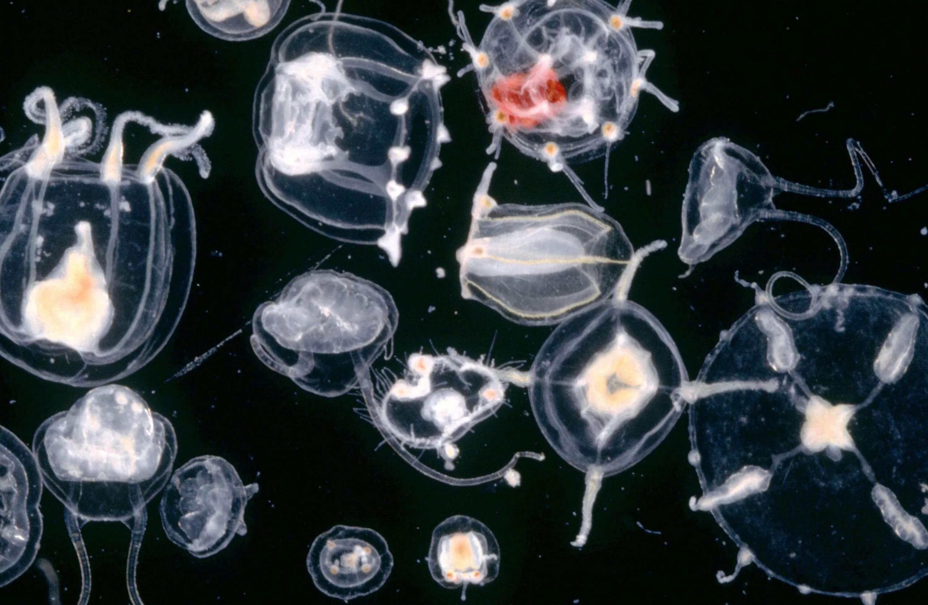 Планктон фитопланктон и зоопланктон. Планктонные ракообразные. Планктонные ракообразные представители. Представители планктона.