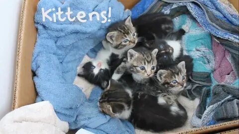 This is kitten