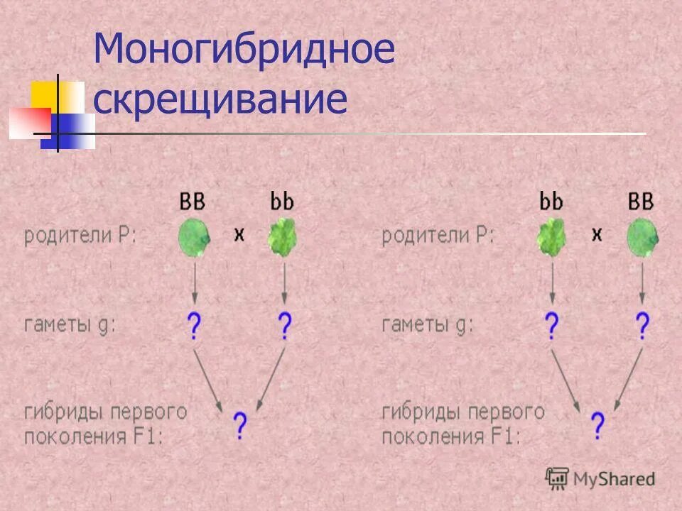 Схема моногибридного скрещивания. Задачи на моногибридное скрещивание 10. Генетика моногибридное скрещивание.