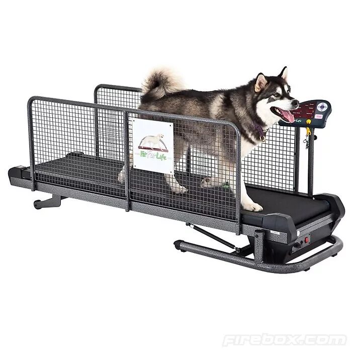 Беговая дорожка для собак Dog Treadmill. Беговая дорожка для собак MASTERGROOM №1. Тренажер для собак Беговая дорожка. Водяная Беговая дорожка для собак.