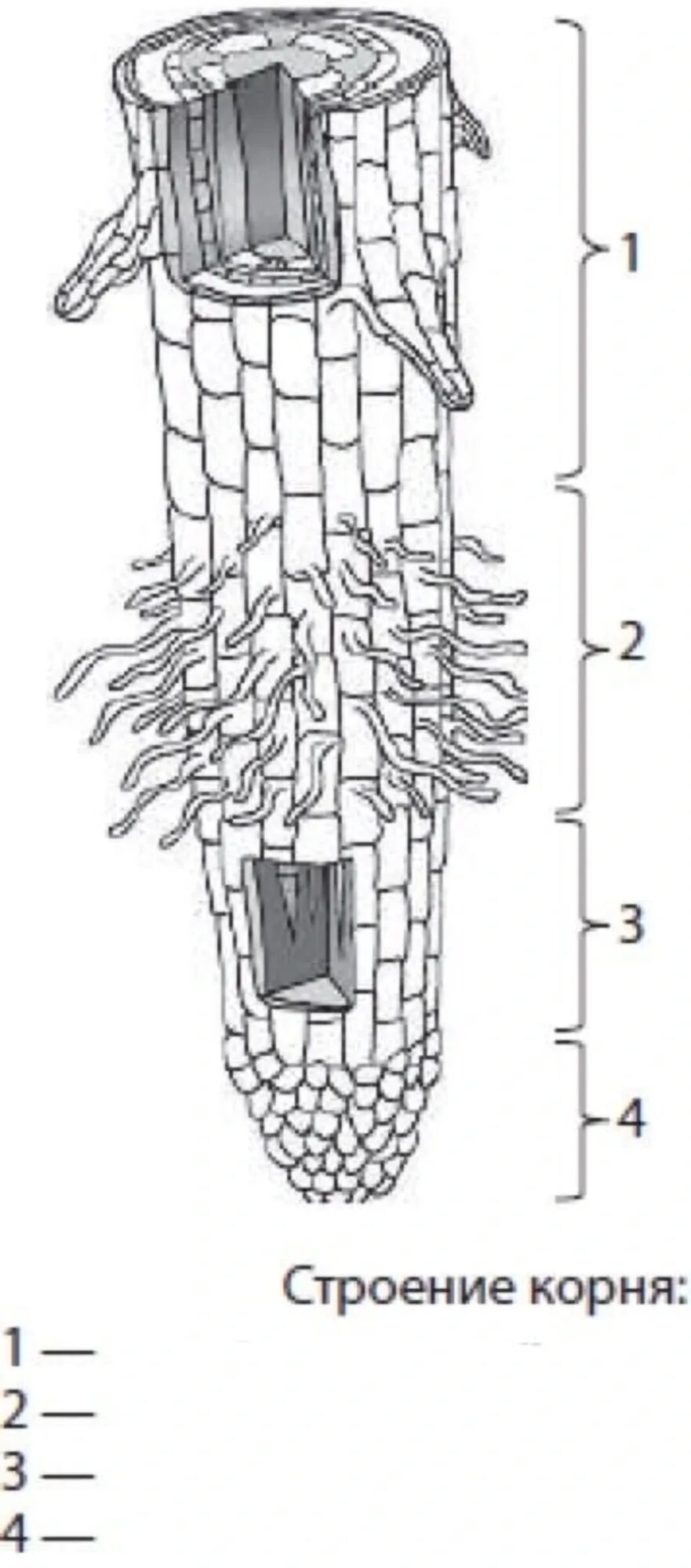 Рисунок внутреннего строения корня. Рис 104 строение корня. Клеточное строение корня схема. Рис 37 строение корня. Строение корня зоны.