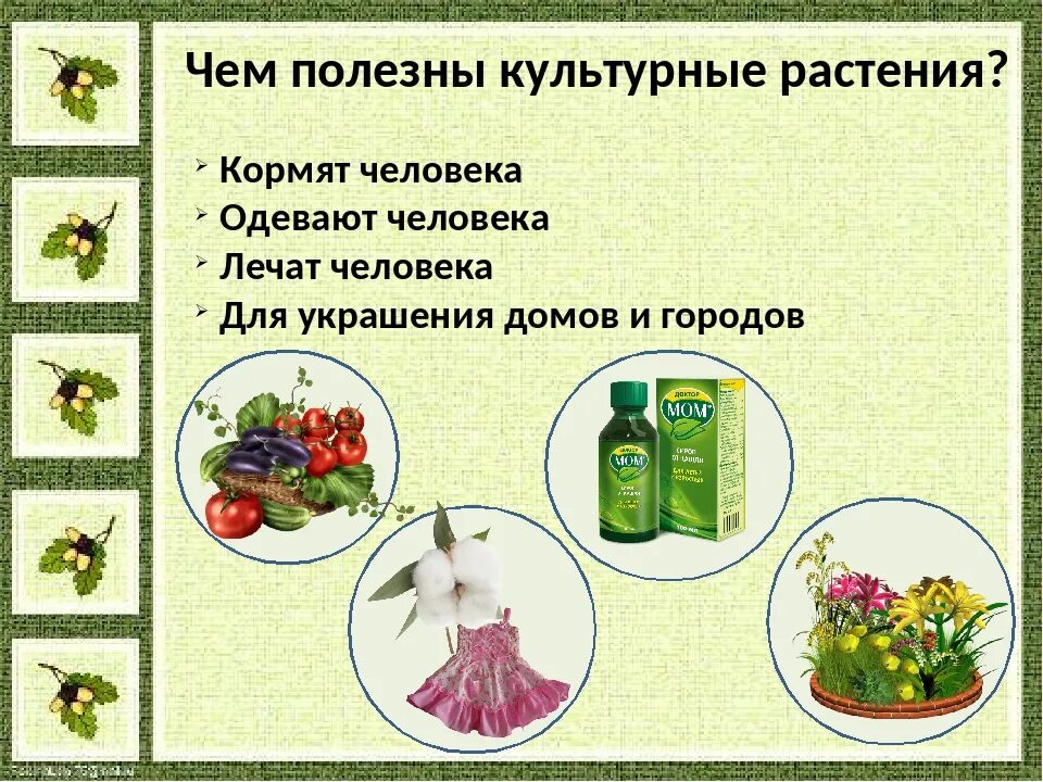 Зачем людям растения. Полезные культурные растения. Культурные растения поля. Полезные свойства культурных растений. Культурные растения понятие.