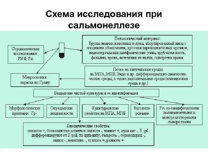 Схема лабораторной диагностики сальмонелл. Схема микробиологического исследования сальмонелл. Лабораторная диагностика сальмонеллеза схема. Схема микробиологического исследования пищевых токсикоинфекций. Исследование на сальмонеллез