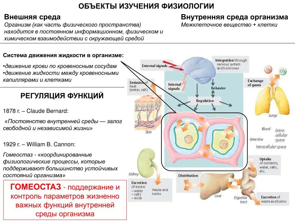 Поддержание жизненной функции