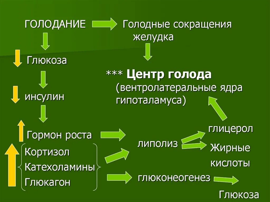 Голод исследования. Механизм развития голодания. Голодание биохимия. Голодание и гормон роста. Классификация голодания.