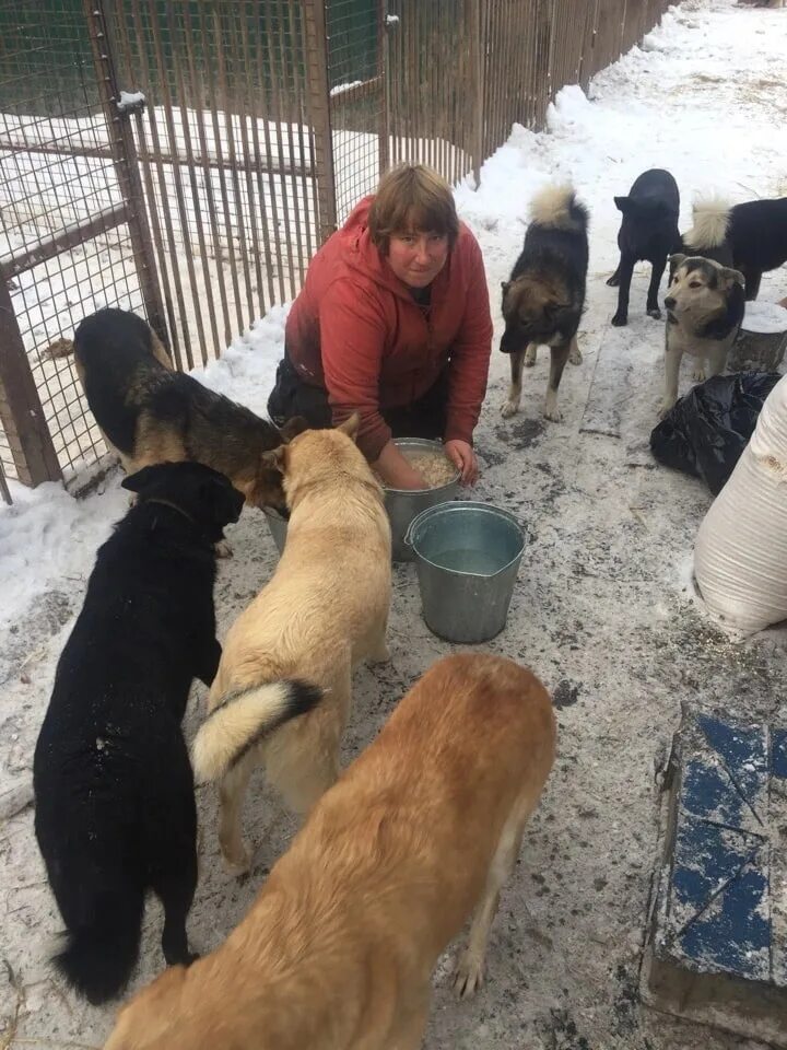 Бежецк приют для животных новая жизнь. Приют бежецк. Приют бежецк. Собака убирается. Бездомные животные.