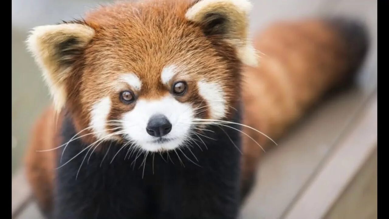 Красная китайская панда. Красная панда. Малая (красная, рыжая, енотовидная) панда. Маленькая панда. Недовольная красная панда.