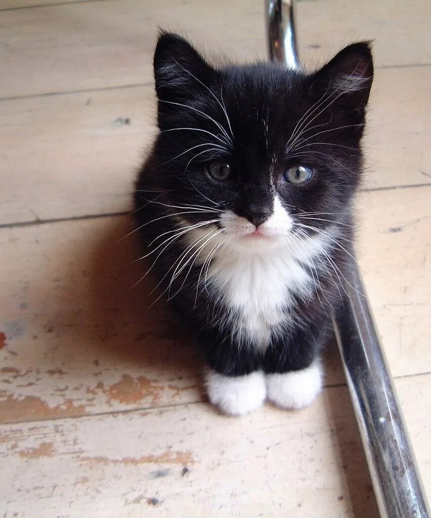 Котенок черно-белый. Черно белый кот. Черный котенок. Котята чёрно белые. Котята с белыми лапками