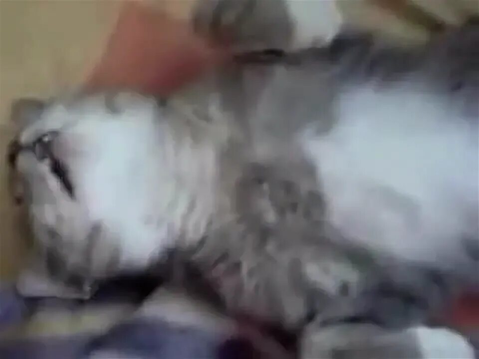 Разбудили видео. Кот крепко спит. Кот в отключке. Кошка крепко спит и не возможно разбудить. Как воскресить мёртвого кота.