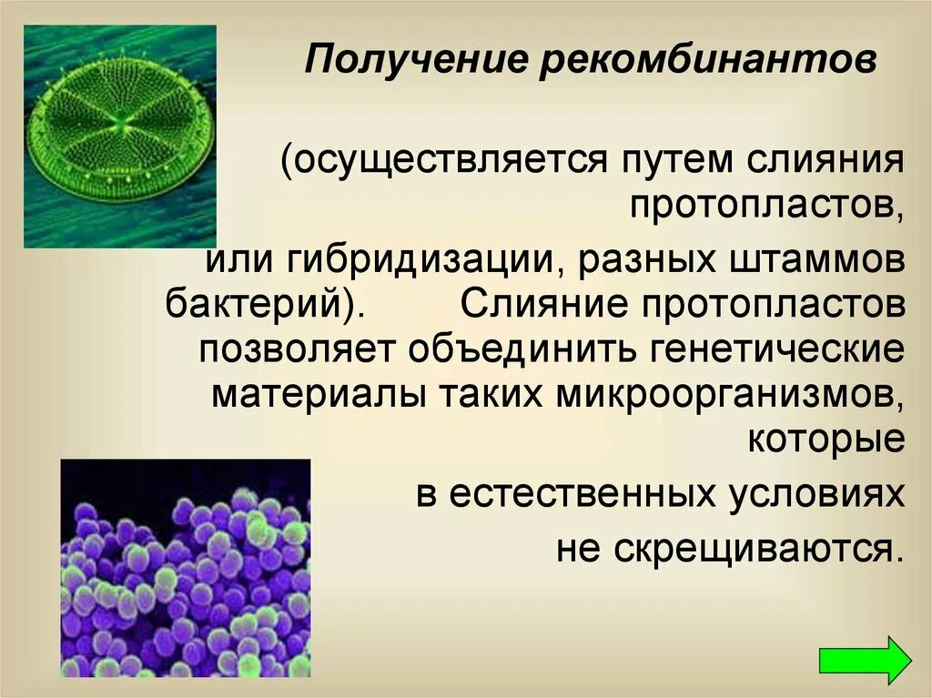 Биотехнология гибридизация. Гибридизация микроорганизмов селекция. Метод слияния протопластов. Гибридизация протопластов. Селекция штаммов микроорганизмов.